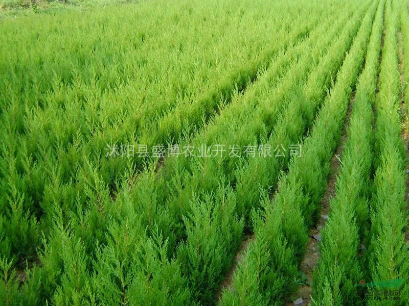 清河灑金柏價(jià)格 50公分清河灑金柏價(jià)格