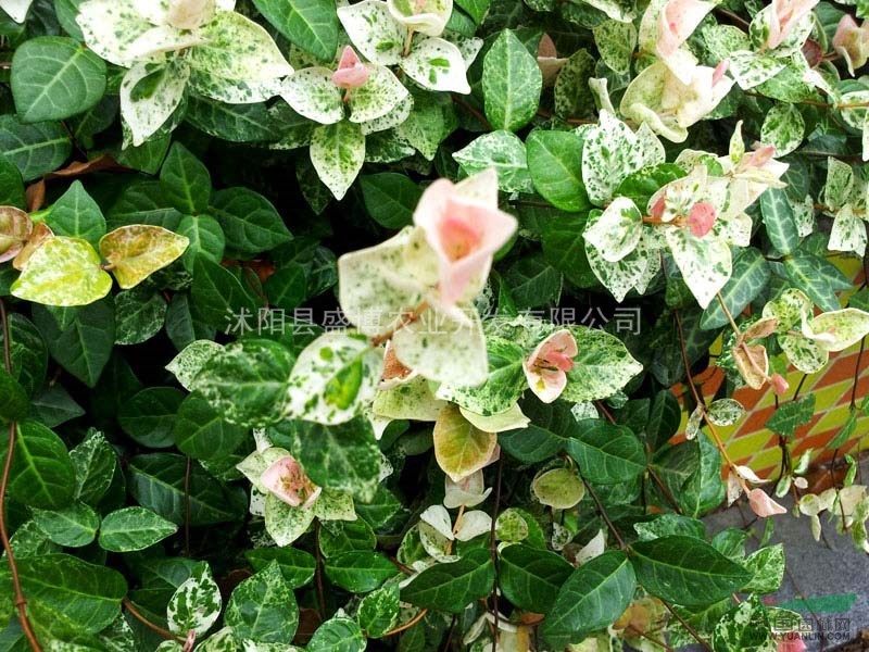 淮安花葉絡(luò)石價(jià)格