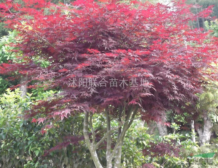 江蘇紅楓價(jià)格、沭陽紅楓基地直銷