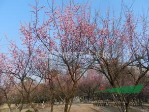 2016年紅梅樹批發(fā)，浙江紅梅基地，優(yōu)質(zhì)紅梅樹出售