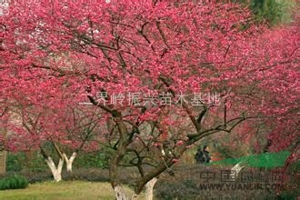 2016年紅梅樹批發(fā)，浙江紅梅基地，優(yōu)質(zhì)紅梅樹出售