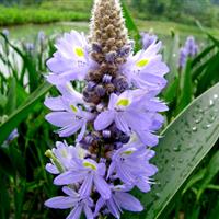 淮陰海壽花價(jià)格