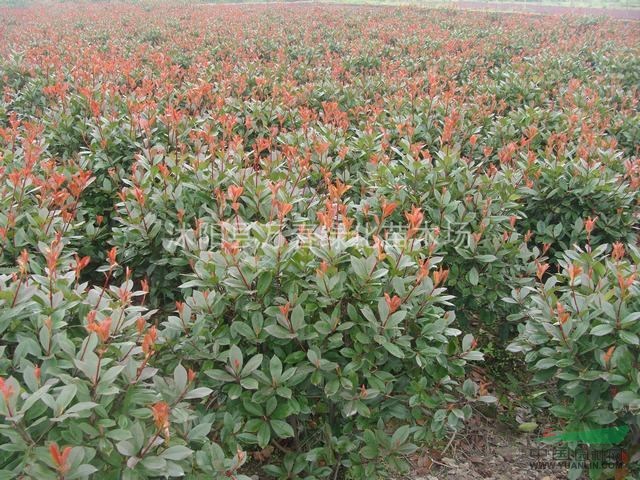 萬春綠化苗木場供應(yīng) 綠化工程苗-紅葉石楠規(guī)格齊全樹形好顏色紅