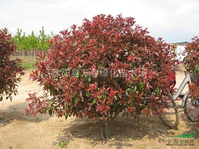 萬春綠化苗木場供應(yīng) 綠化工程苗-紅葉石楠規(guī)格齊全樹形好顏色紅