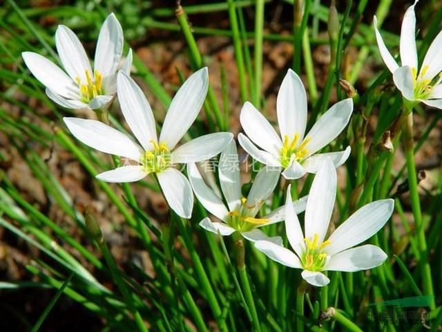 萬春綠化苗木場大量出售 蔥蘭苗 又名蔥蓮 白花菖蒲蓮