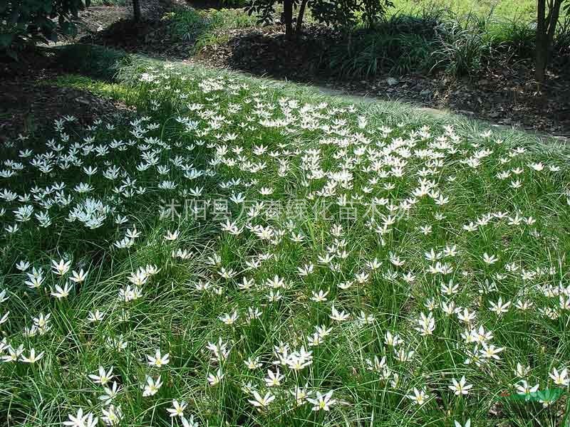 萬春綠化苗木場大量出售 蔥蘭苗 又名蔥蓮 白花菖蒲蓮