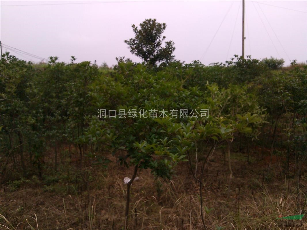 桂花，桂花價格，湖南桂花供應(yīng)，桂花圖片，2015年桂花價格