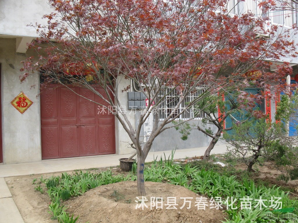 長期批發(fā)供應(yīng)1-8公分紅楓、紅楓、優(yōu)質(zhì)紅楓苗