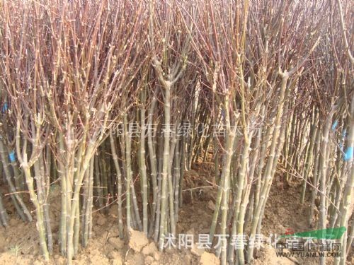 長期批發(fā)供應(yīng)1-8公分紅楓、紅楓、優(yōu)質(zhì)紅楓苗