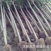 大量出售 高桿女貞小苗價格 高桿女貞小苗規(guī)格 高桿女貞小苗