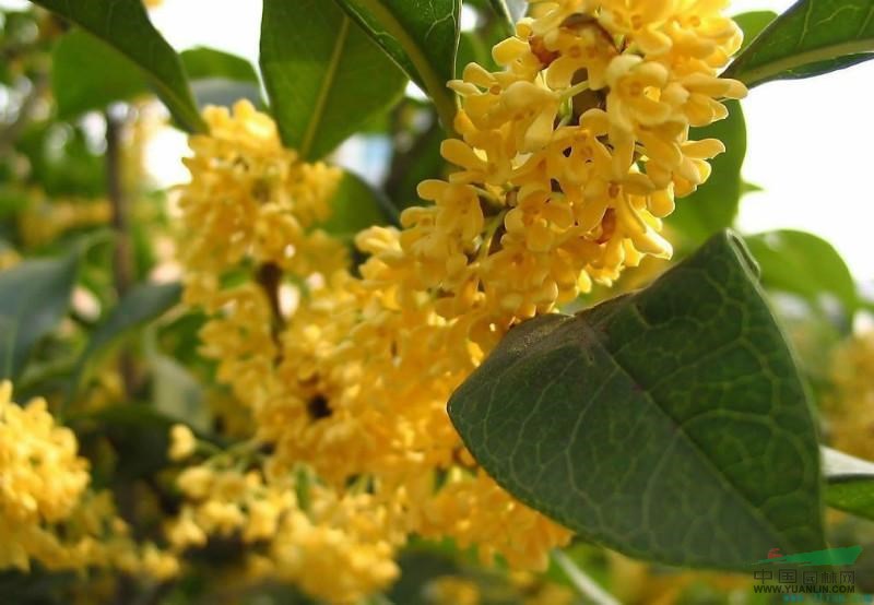 桂花價格行情/2015年最新桂花價格報價