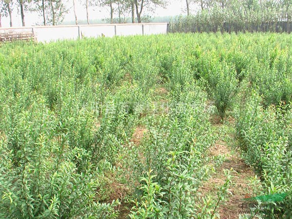大量出售 叢生石榴石榴苗 花石榴直銷基地 又名月季石榴