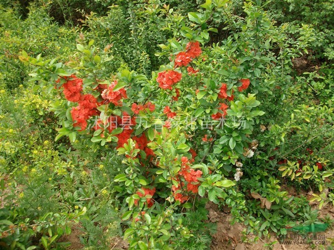 大量出售 叢生石榴石榴苗 花石榴直銷基地 又名月季石榴