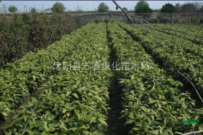  供應(yīng)新品種珍貴的耐陰灌木 灑金珊瑚 出售工程用苗