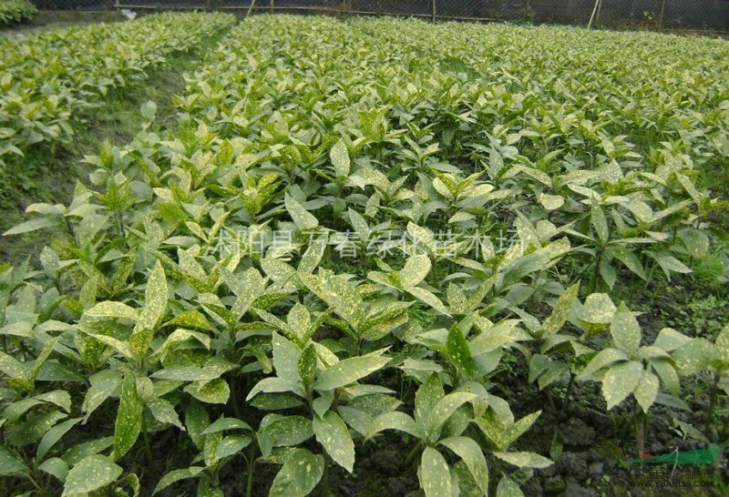  供應(yīng)新品種珍貴的耐陰灌木 灑金珊瑚 出售工程用苗