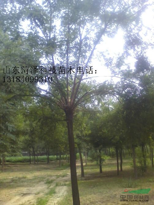 40公分國(guó)槐價(jià)格是多少