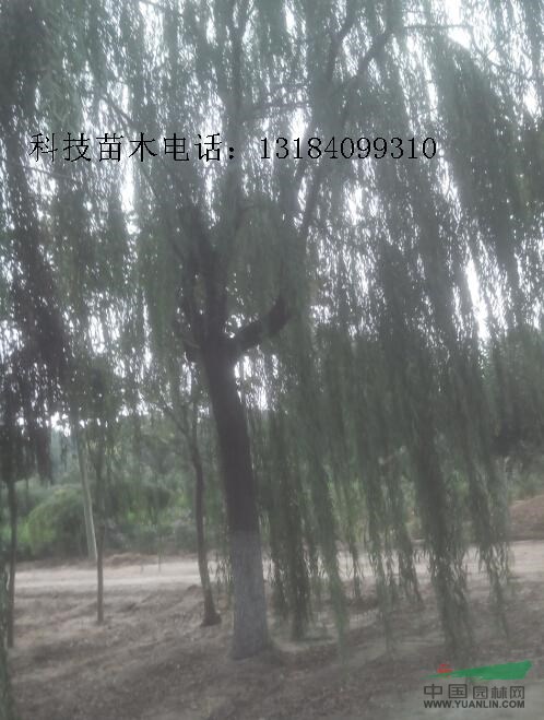 現(xiàn)在40公分垂柳價格