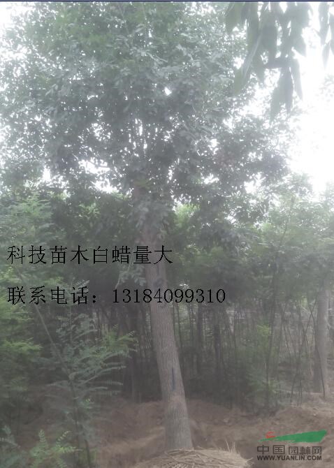 現(xiàn)在30公分白蠟價格