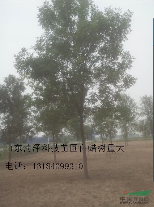 現(xiàn)在9公分白蠟價(jià)格