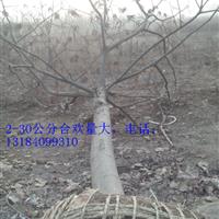 現(xiàn)在6公分合歡價格