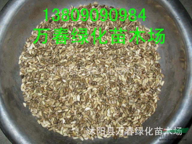 出售進(jìn)口牧草種子 紫花苜蓿種子 墨西哥玉米種子 黑麥草種子