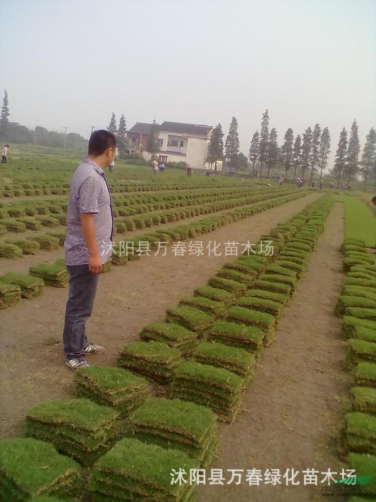 早熟禾 高羊茅 黑麥草 草坪 草種 各種工程草種