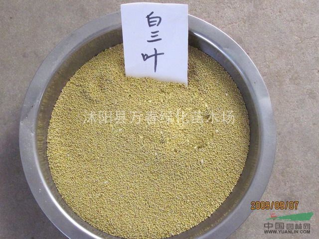 貴州省 草坪種子 白花三葉草沿階草 草皮 草種