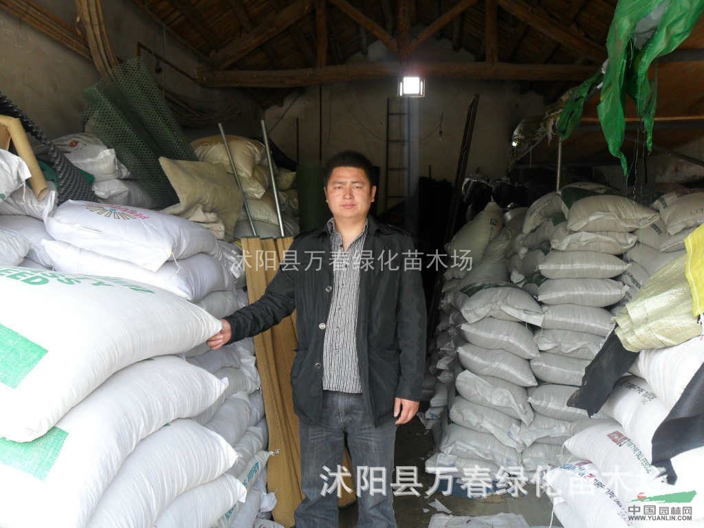 大量直銷 各種進(jìn)口草種 早熟禾草坪種子 早熟禾草坪種子價(jià)格
