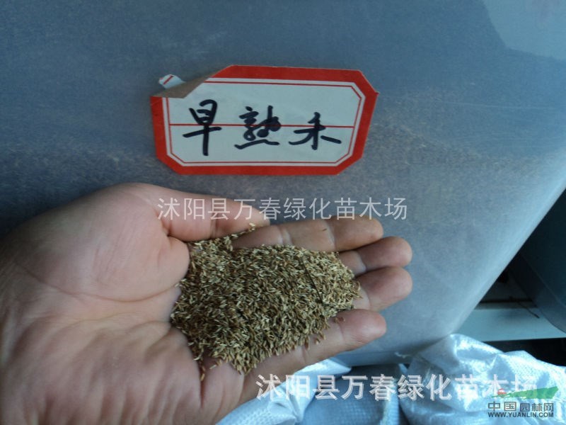 大量直銷 各種進(jìn)口草種 早熟禾草坪種子 早熟禾草坪種子價(jià)格
