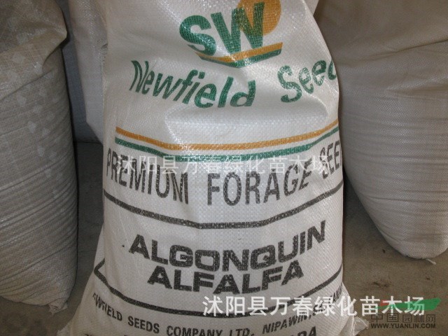 批发麦冬种子20吨,国槐种子2吨