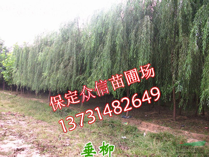 供應(yīng)西藏垂柳-西藏垂柳價(jià)格-供應(yīng)新疆垂柳-新疆垂柳價(jià)格