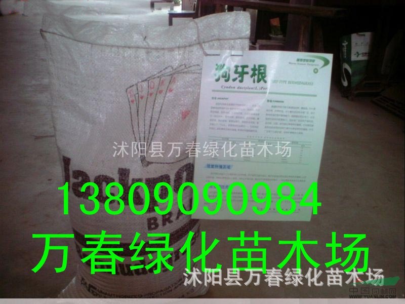 萬(wàn)春園林供應(yīng)綠化護(hù)坡草坪 脫殼狗牙根草籽 草種全國(guó)批發(fā)進(jìn)口草