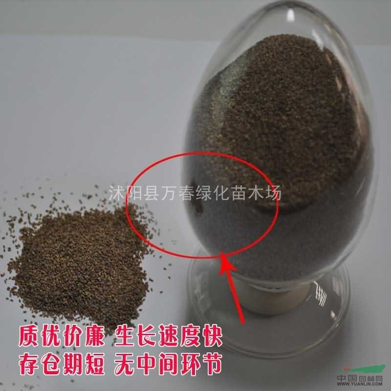 萬(wàn)春園林供應(yīng)綠化護(hù)坡草坪 脫殼狗牙根草籽 草種全國(guó)批發(fā)進(jìn)口草