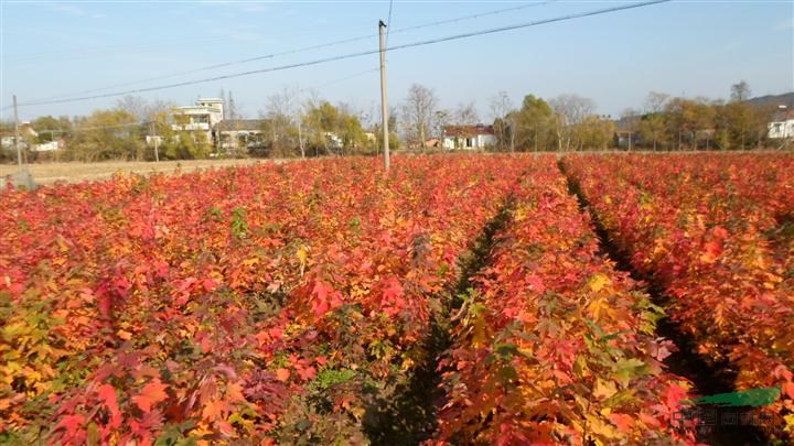 保鮮快遞全國50-100公分高紅楓小苗價格