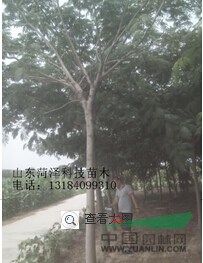 25公分合歡價(jià)格是多少錢