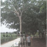 5公分合歡價格是多少錢