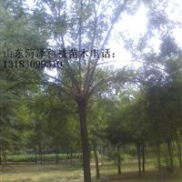 12公分國(guó)槐價(jià)格是多少錢