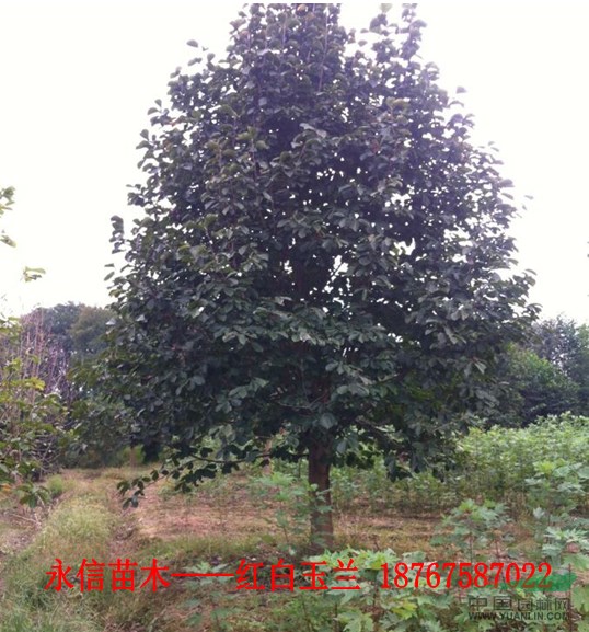 出售樂昌含笑、紅白玉蘭、美國(guó)紅楓（10-25）公分 優(yōu)質(zhì)苗木