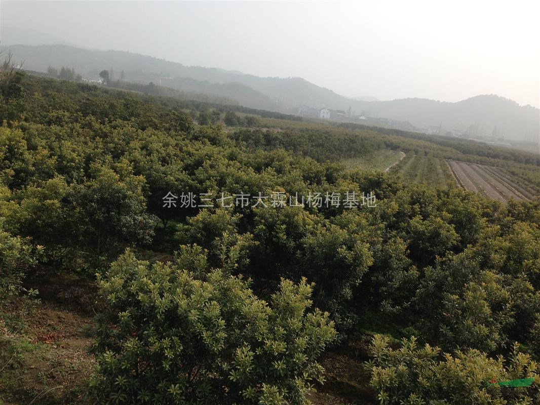 浙江地区杨梅树地径5公分以上大量出售