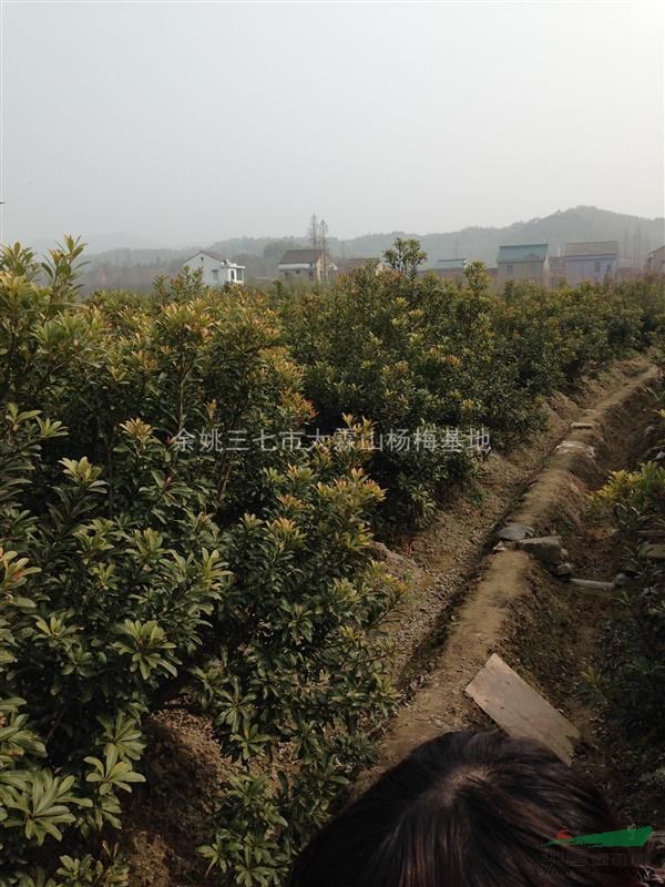 浙江地区杨梅树地径3、4、5公分以上 大量出售 ！