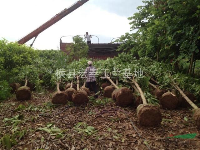 大量6一7一8分白蘭（黃桷蘭）袋苗