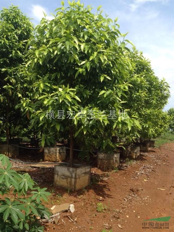 大量6一7一8分白蘭（黃桷蘭）袋苗