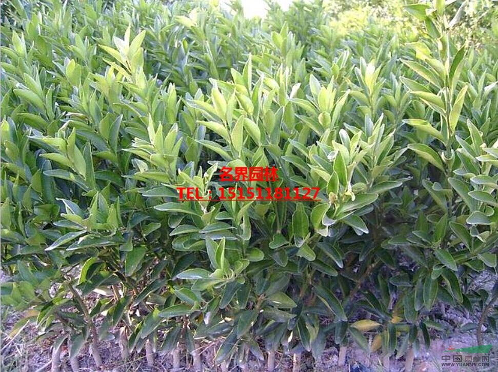 柑桔小苗  柑橘小苗品種純質(zhì)量好