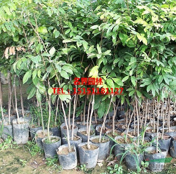 桂圓小苗  桂圓果樹苗  桂圓苗  桂圓基地