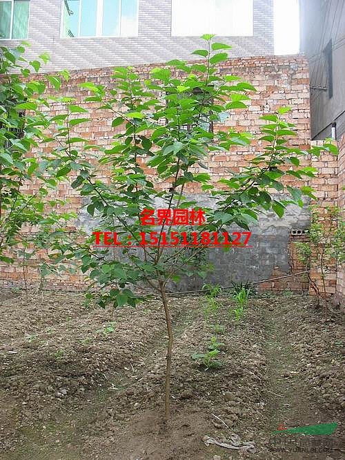 黑樹莓苗  樹莓小苗