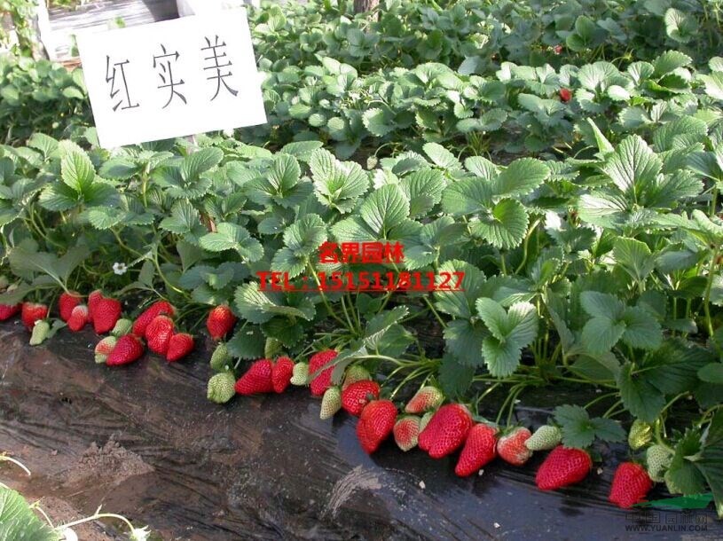 四季草莓苗  四季草莓小苗  草莓基地直銷