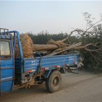 盤錦國(guó)槐價(jià)格熱銷