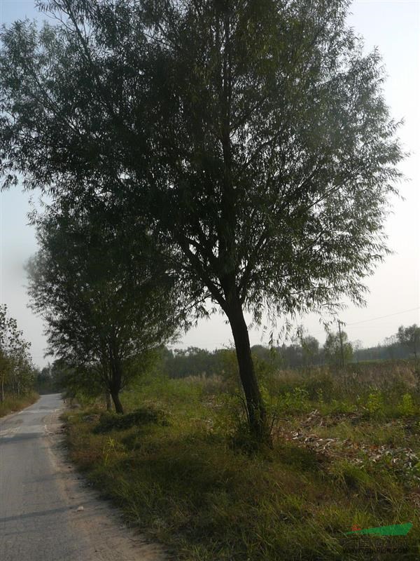 荊州國槐價格熱銷