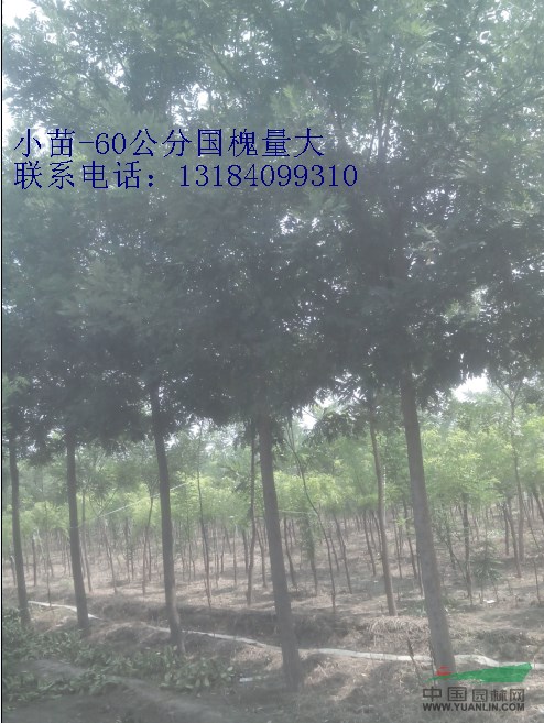 二十二公分國槐價格哪里好