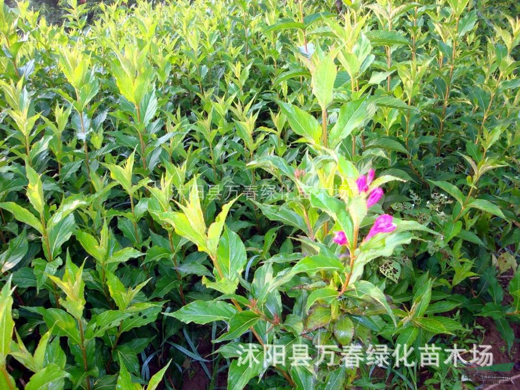 批發(fā) 紅王子錦帶 紅王子錦帶小苗 規(guī)格齊全 基地供應(yīng)500萬